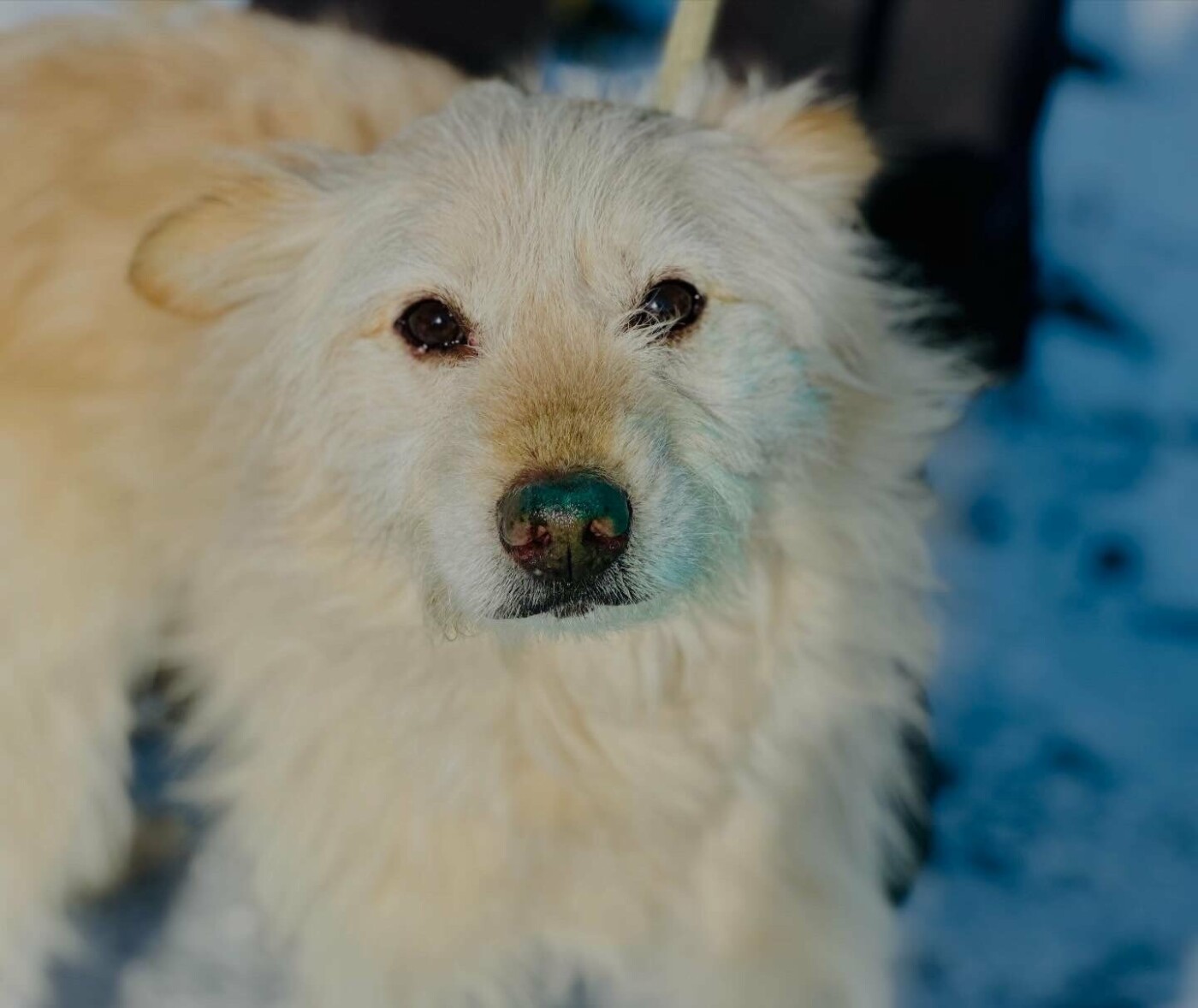 В Николаеве пройдет выставка-устройство животных
