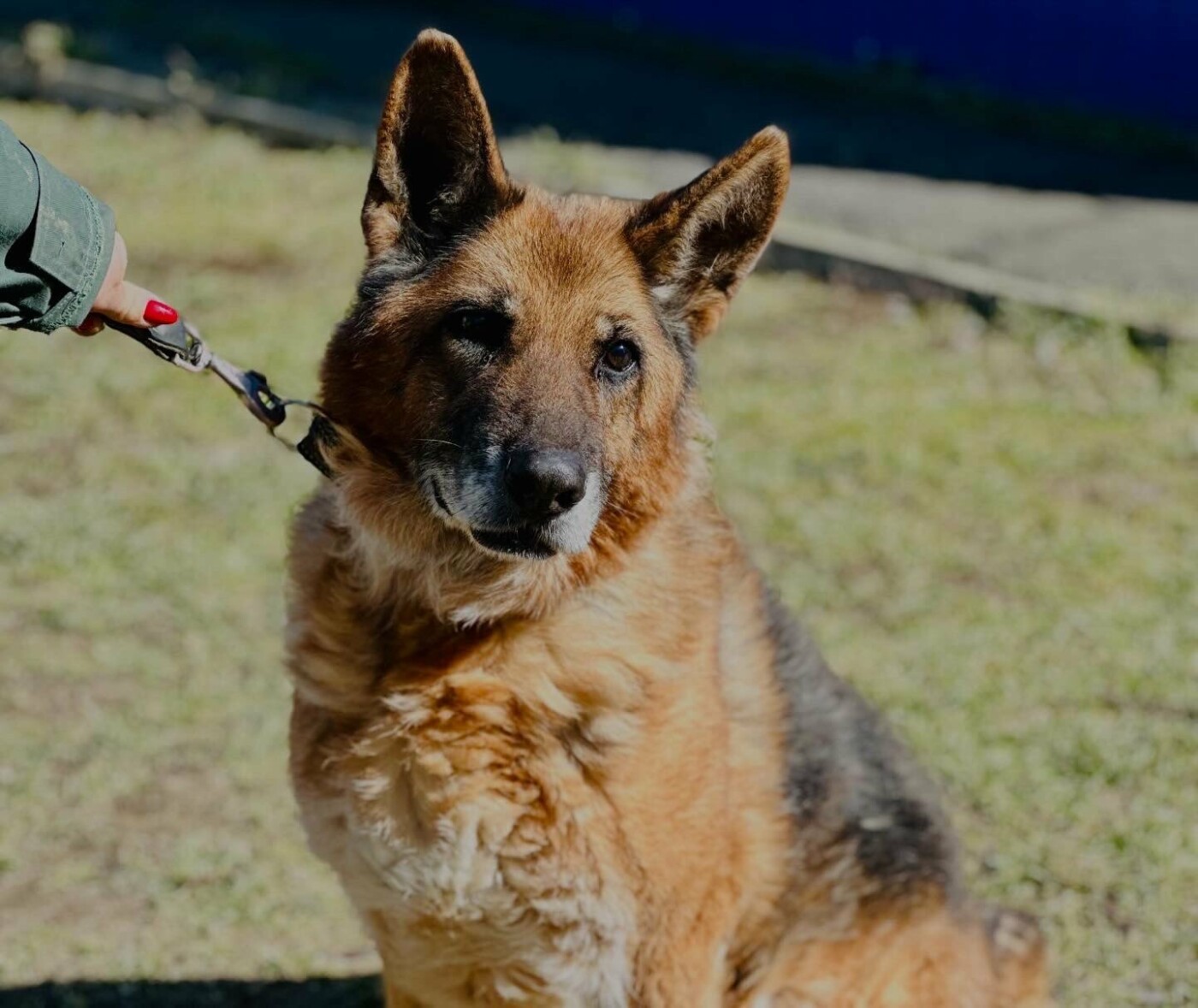 В Николаеве пройдет выставка-устройство животных