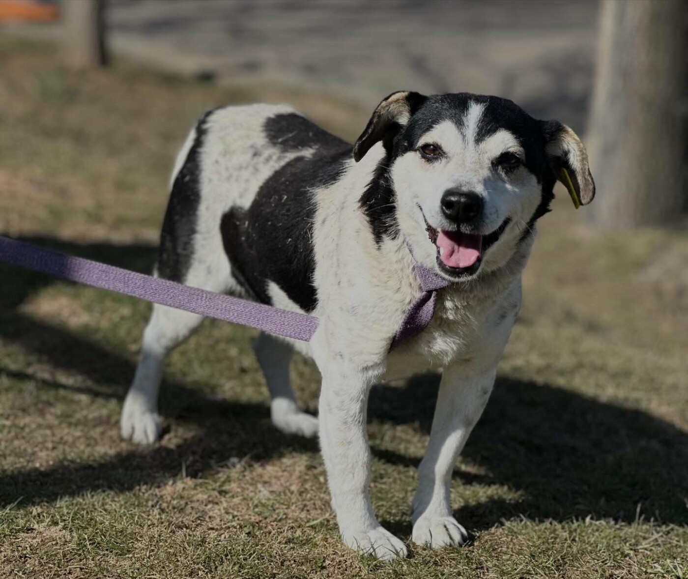 В Николаеве пройдет выставка-устройство животных