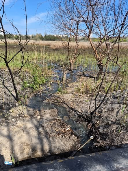 В николаевском парке «Лески» зафиксировали утечку