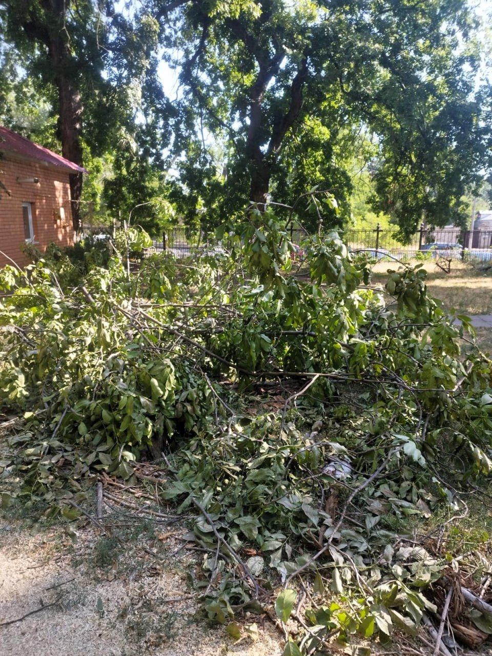 В Николаеве незаконно снесли дерево