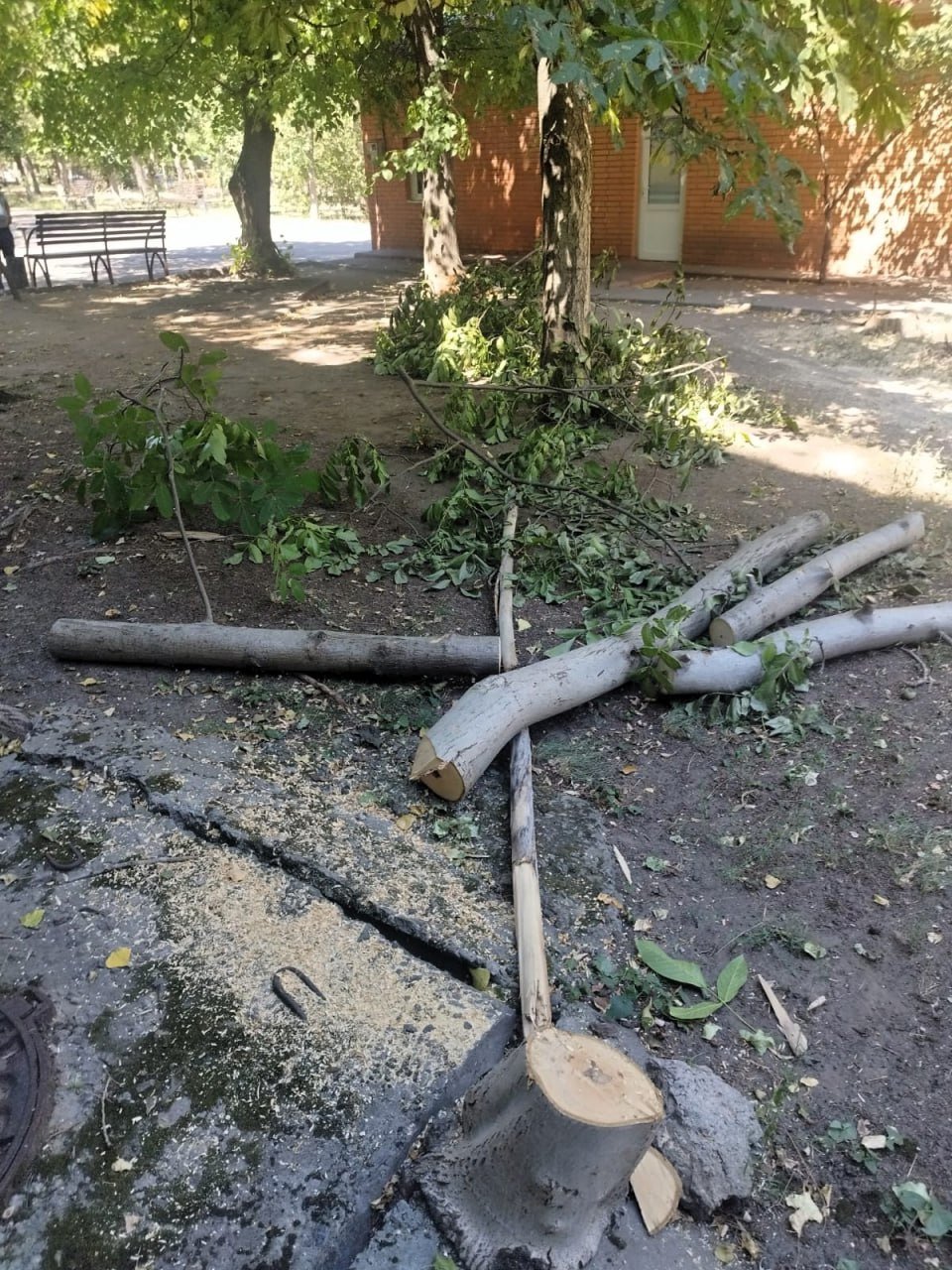 В Николаеве незаконно снесли дерево
