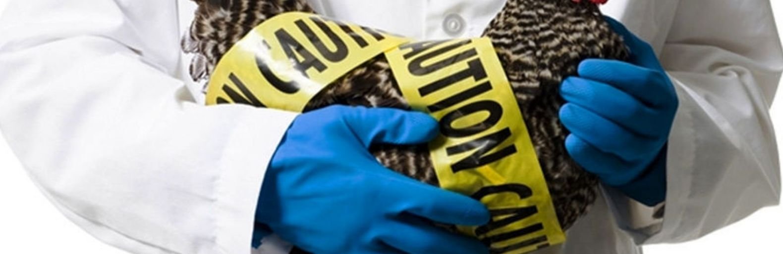 В лесу под Николаевом обнаружен птичий грипп
