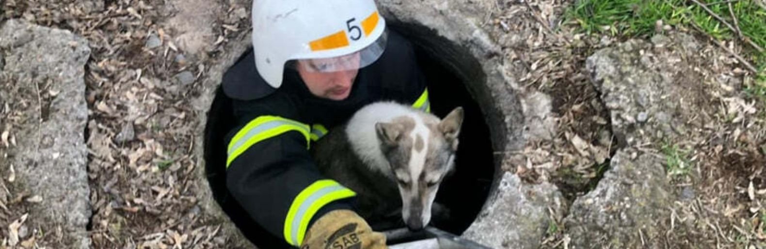 В Николаеве спасатели помогли собаке: “хвостика” достали из колодца, - ФОТО