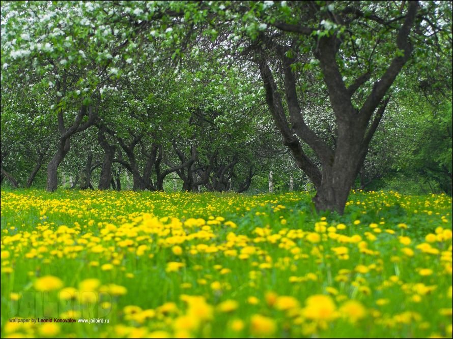 FlowersOnDesktop.com_000008