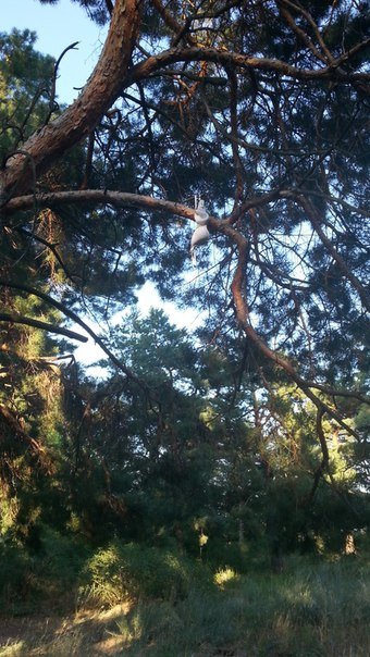 В Николаеве деревья украшают нижним бельем (ФОТОФАКТ) (фото) - фото 2