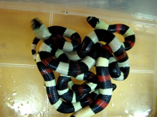 Детеныши молочных змей появились на свет в николаевском зоопарке (ФОТО) (фото) - фото 1