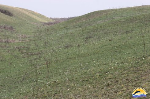 ре