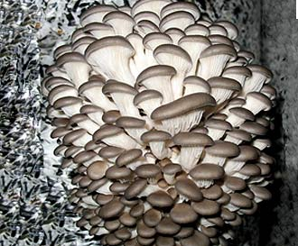 1215867